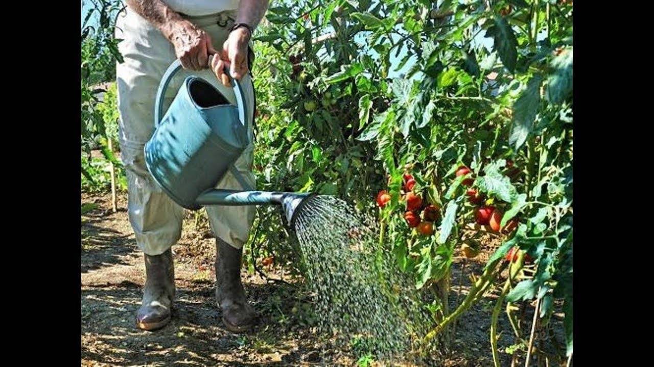 Орошение рассады и кочанов капусты в открытом грунте: как и чем правильно поливать овощ?