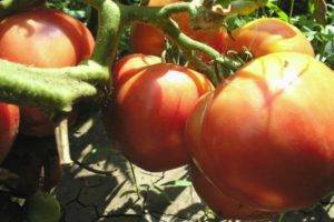 Признанный любимчик огородников — сорт томата розовые щечки