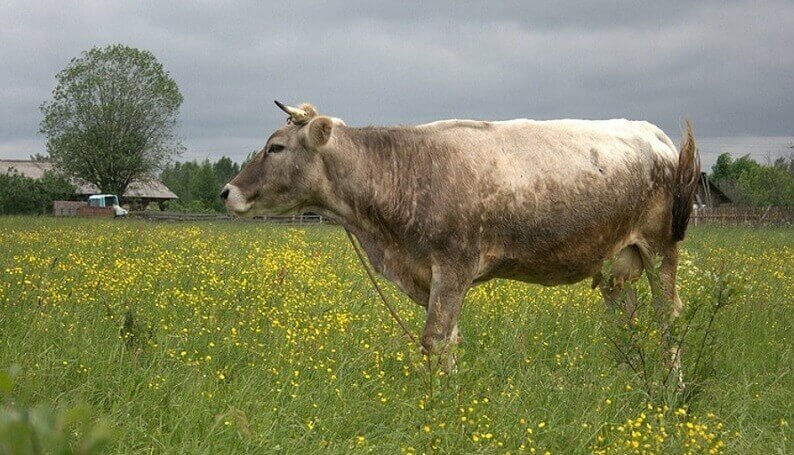 Корова «красная степная»: подробное описание породы