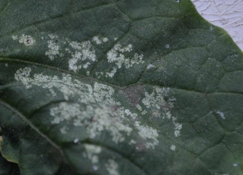 Почему на листьях огурцов появились белые пятна: как лечить