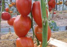 Описание и выращивание томата «красные щёчки» для открытого грунта