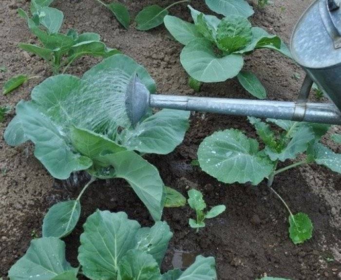 Как часто поливать капусту в открытом грунте: советы по уходу