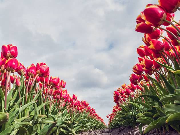Как провести посадку тюльпанов весной, чтобы они успели зацвести