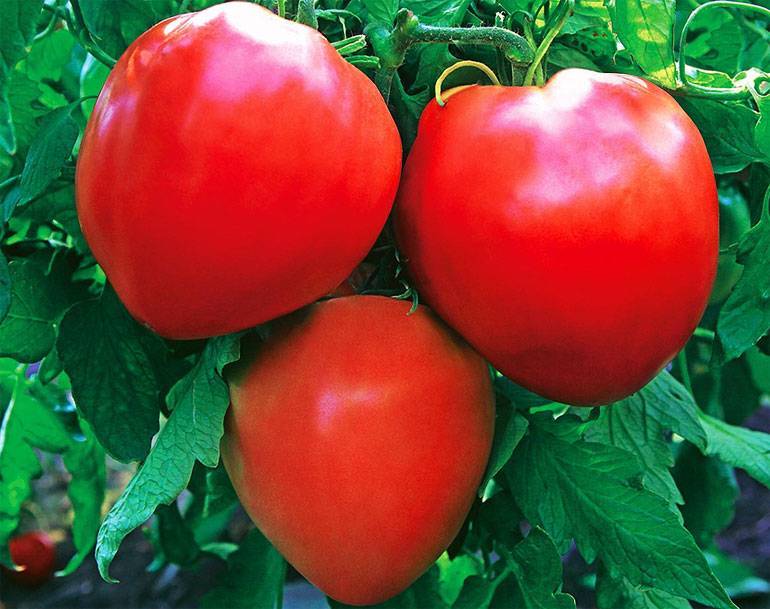Лучшие сердцевидные сорта томатов