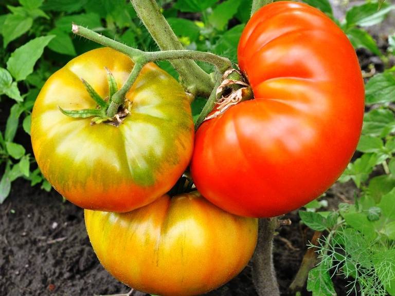 Характеристика и описание сорта томата ленинградский гигант, его урожайность