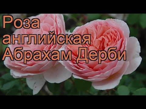 Роза абрахам дерби: изящная и ароматная