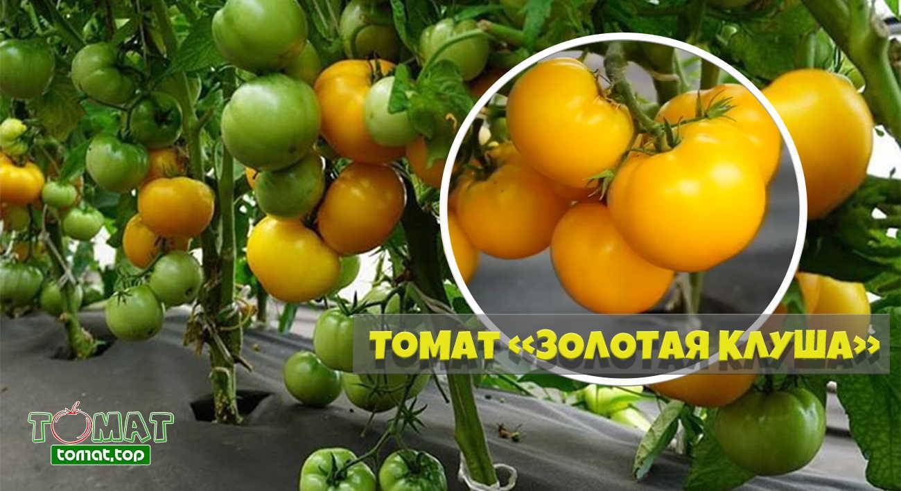 Характеристика и описание томатов сорта клуша, выращивание в открытом грунте и теплице, фото плодов