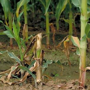Защита кукурузы от основных вредителей и болезней