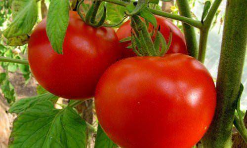 Томат красным красно f1 - описание и выращивание
