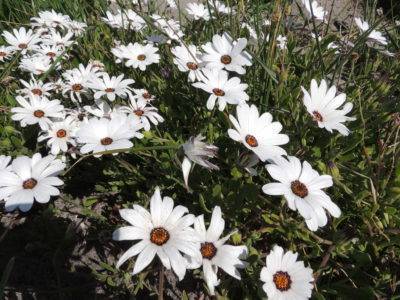 Цветок «диморфотека»: посадка, выращивание из семян, уход в открытом грунте + фото