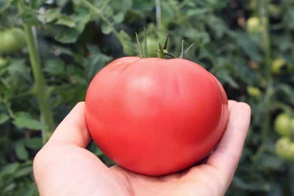 Описание сорта томатов «титан»: отзывы
