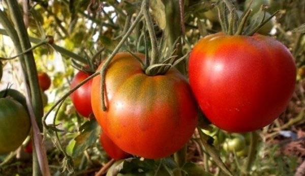 Описание томата денежное дерево и агротехника выращивания