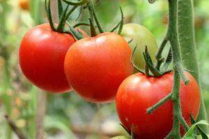 Описание сорта томата Атоль, его характеристика и урожайность