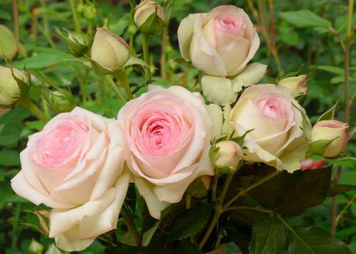 Характеристики розы пьер де ронсар