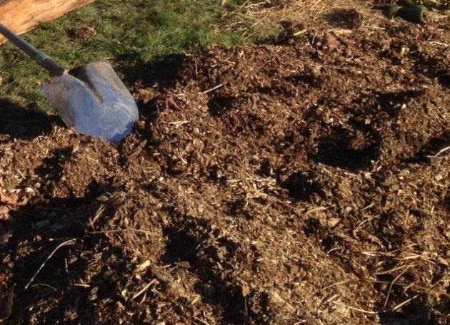 Выращиваем крепкую рассаду огурцов – план действий от посева семян до высадки в грунт