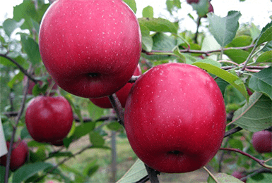 Популярный сорт яблонь универсального типа — звёздочка