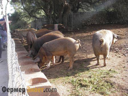 Содержание свиней – о чем нужно знать, чтобы добиться успеха в свиноводстве?