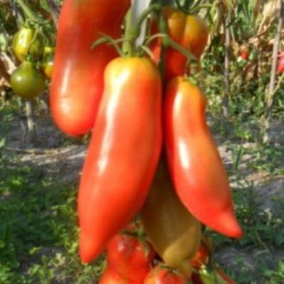Томат алый мустанг — описание сорта, урожайность, фото и отзывы садоводов