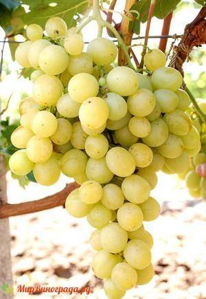 Описание и характеристики сорта винограда гала, история и тонкости выращивания