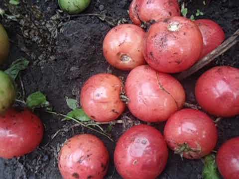 Преимущества и недостатки помидоров «роза ветров», особенности выращивания вкусных томатов