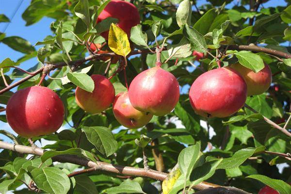 Колонновидные яблони: невысокие красавицы с высокой урожайностью