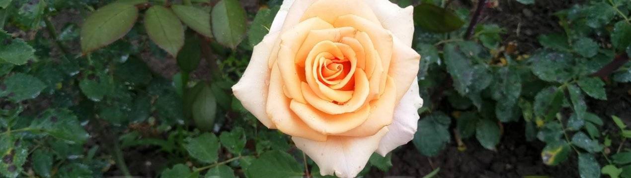 Описание чайно-гибридной розы сорта Версилия, технология выращивания