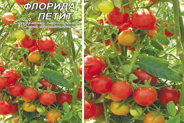 Мелкоплодные сорта томатов для открытого грунта и теплиц