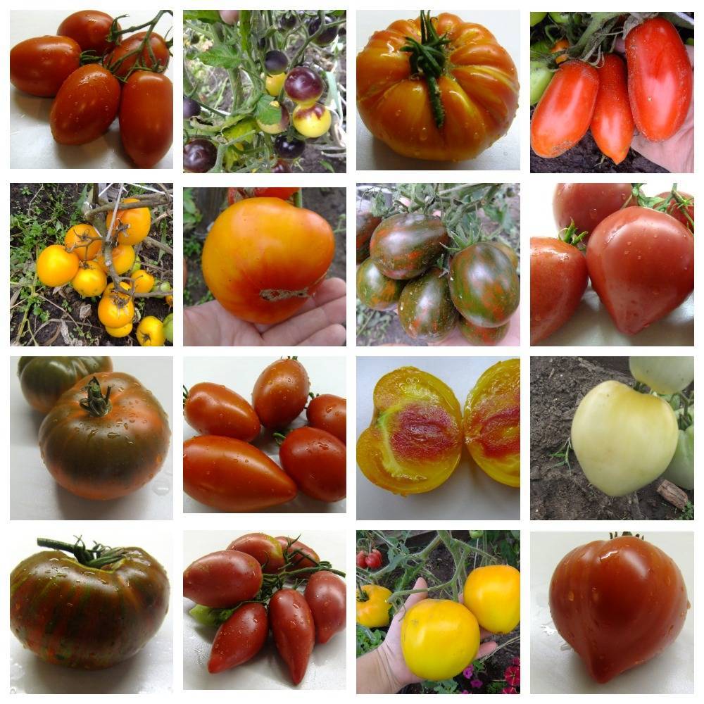 Описание и характеристика сорта томата бугай розовый и красный