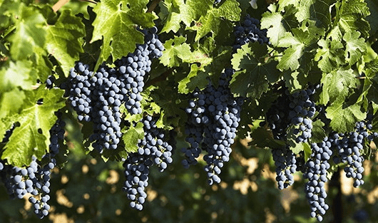 Описание и история селекции винограда сорта совиньон, способы посадки и правила ухода