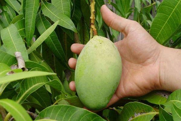 Сорта и разновидности манго