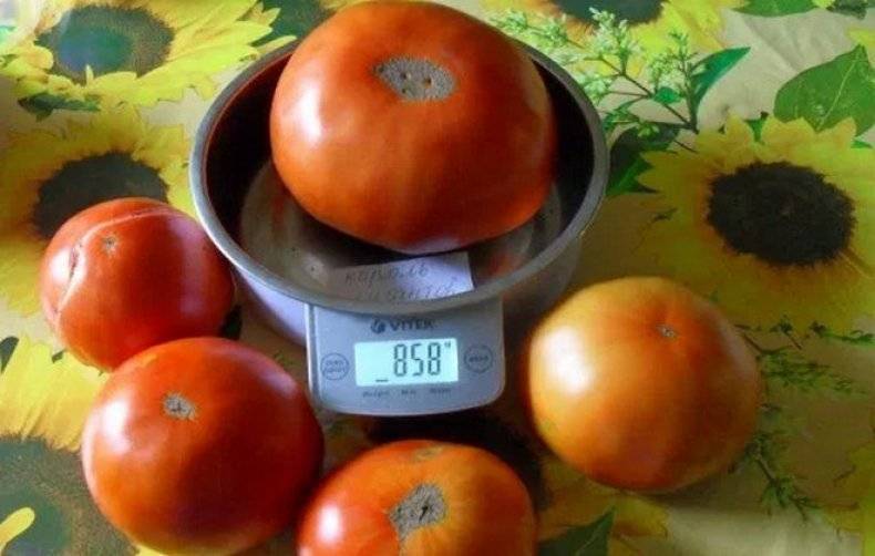 Необычайно вкусный томат «король гигантов»: характеристика и описание сорта, фото