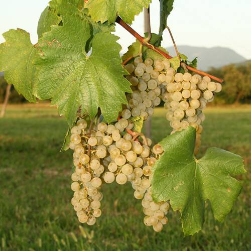 Виноград ранний магарача: описание и характеристики сорта, выращивание и уход