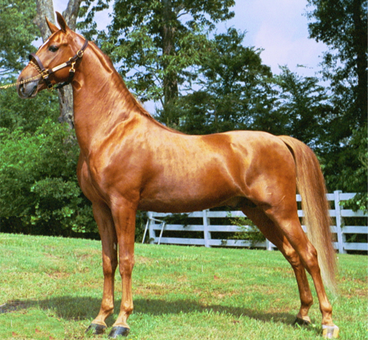 Американская верховая лошадь: описание и особенности популярных пород