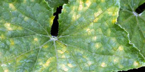 Белые пятна на листьях огурцов: профилактика и лечение