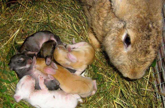 Почему крольчиха ест своих крольчат