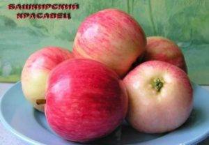 Сорта яблонь для сибири