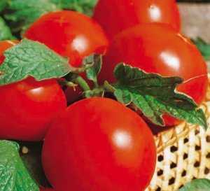 Вкусный привет из сибири — томат «земляк»: характеристика, описание сорта помидор и их фото