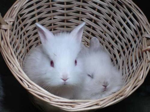 Особенности содержания и ухода за карликовыми породами кроликов