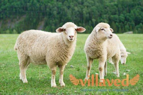 Особенности и характеристика тонкорунных овец, топ 6 пород и выход шерсти