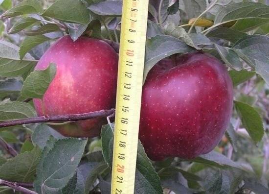 Характеристики и описание сорта яблонь соковое-3, устойчивость к заболеваниям