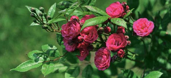 Мускусные розы — выращивание: от посадки до ухода