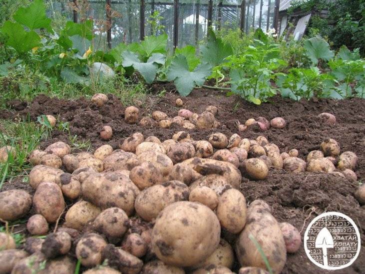 Сорт картофеля «краса»: описание, выращивание и уход