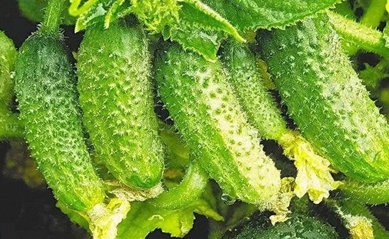 Описание сорта огурца каролина f1, его характеристика и урожайность