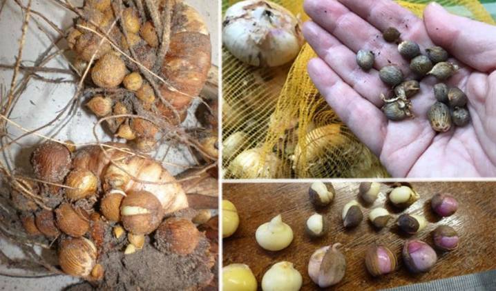 Как вырастить крупные луковицы гладиолусов из деток
