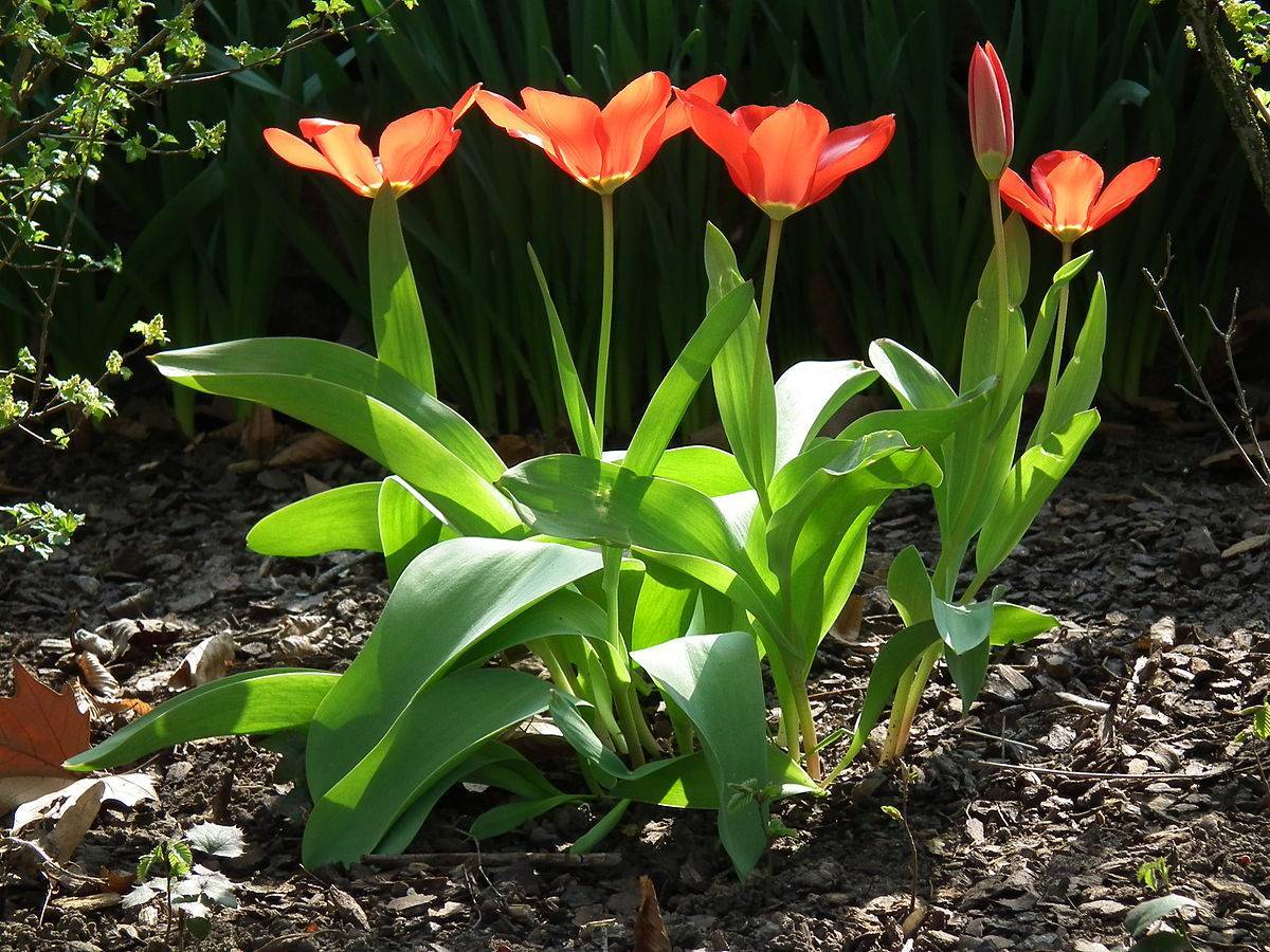 Посадка и уход за кустовыми тюльпанами, особенности агротехники для разных сортов