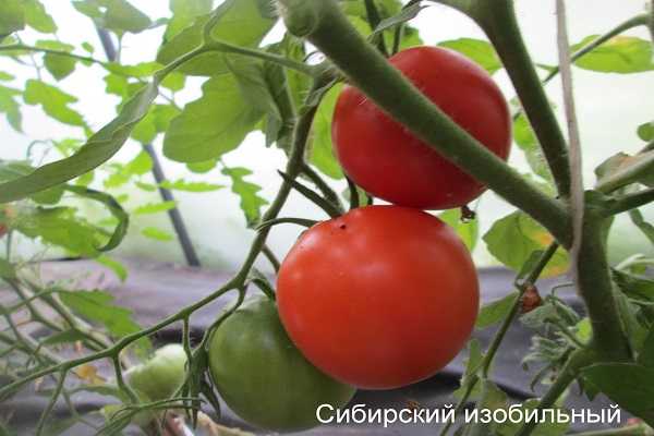 Описание томата вожак f1, характеристика сорта и выращивание