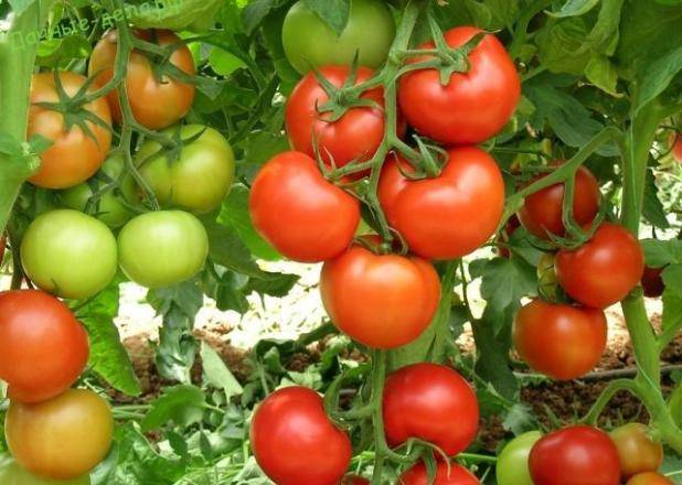 Описание томата лимеренс — как поднять урожайность