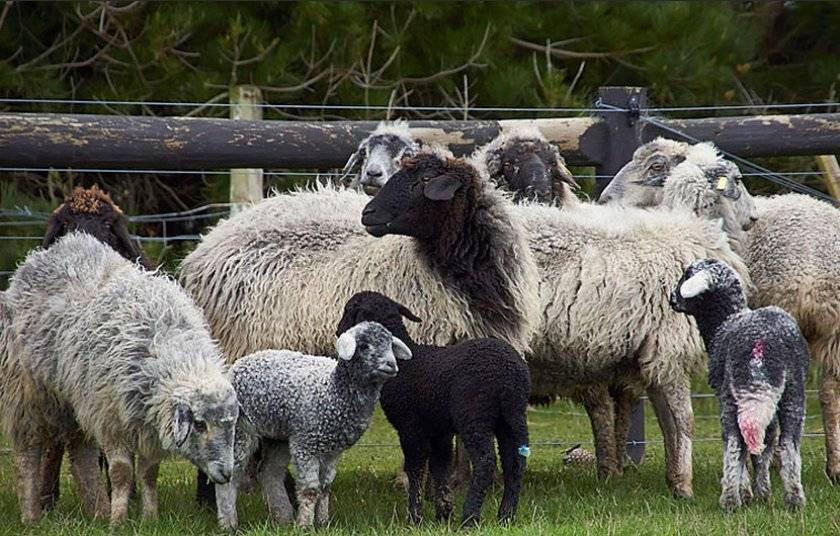 Самое продуктивное хозяйство с гиссарскими овцами