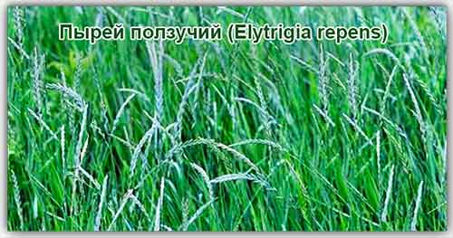 Лечебные свойства травы пырей и противопоказания