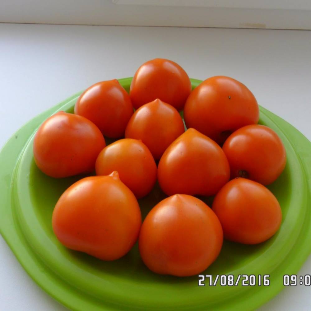 Не боится суровых погодных условий — томат непасынкующийся малиновый: описание сорта